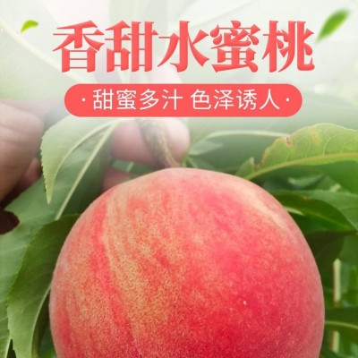 四川龙泉水蜜桃京东空运香甜爽口水蜜桃新鲜水果一件代付孕妇水果图3