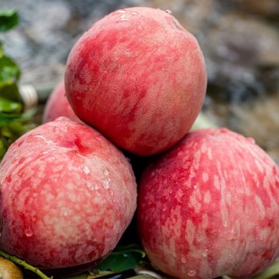 四川龙泉水蜜桃京东空运香甜爽口水蜜桃新鲜水果一件代付孕妇水果图4