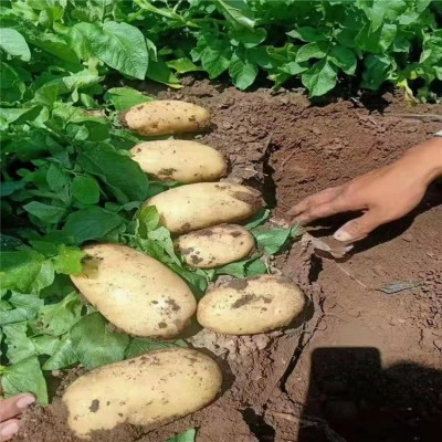 土豆代收马铃薯 新品种闽薯 食用品质较好营养价值高图3