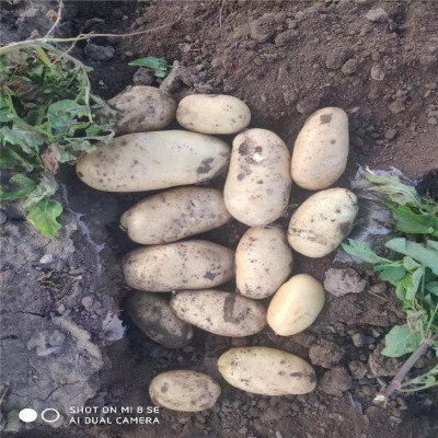 土豆代收马铃薯 新品种闽薯 食用品质较好营养价值高图5