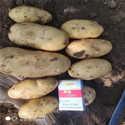 土豆代收马铃薯 新品种闽薯 食用品质较好营养价值高图4