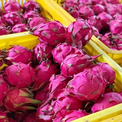 卓恬园 金都一号红心火龙果 新鲜现摘应季红肉火龙果孕妇水果图5