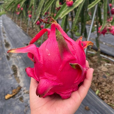 卓恬园 金都一号红心火龙果 新鲜现摘应季红肉火龙果孕妇水果图3