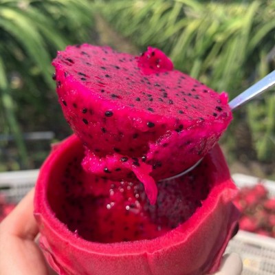 卓恬园 金都一号红心火龙果 新鲜现摘应季红肉火龙果孕妇水果图2