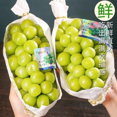 【产地直发】晴王阳光玫瑰葡萄鲜果无籽青提新鲜水果应季水 果现货图3