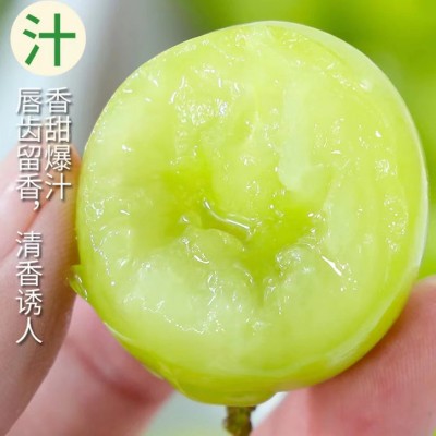 【产地直发】晴王阳光玫瑰葡萄鲜果无籽青提新鲜水果应季水 果现货图4