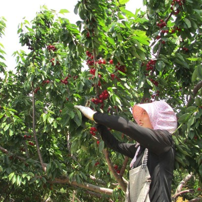 现货山东烟台大樱桃新鲜水果国产车厘子酸甜美早妇当应季现 摘批发图4