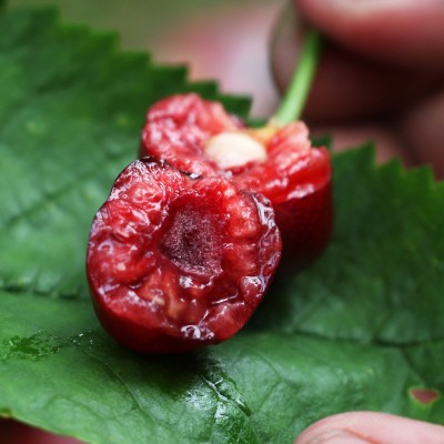 现货山东烟台大樱桃新鲜水果国产车厘子酸甜美早妇当应季现 摘批发图3