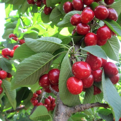 现货山东烟台大樱桃新鲜水果国产车厘子酸甜美早妇当应季现 摘批发图2