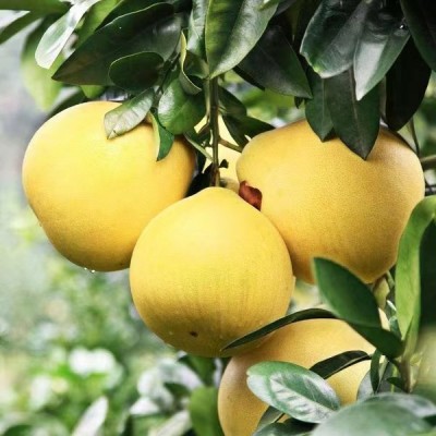 产地供应9斤装福建红心蜜柚产地直发当季应季新鲜水果红心柚子图2