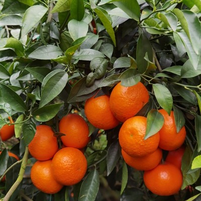 广西武鸣沃柑自家果园现摘现发当季新鲜纯甜水果图3