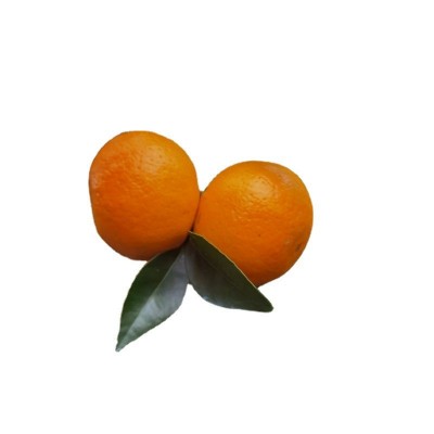 广西武鸣沃柑自家果园现摘现发当季新鲜纯甜水果图5