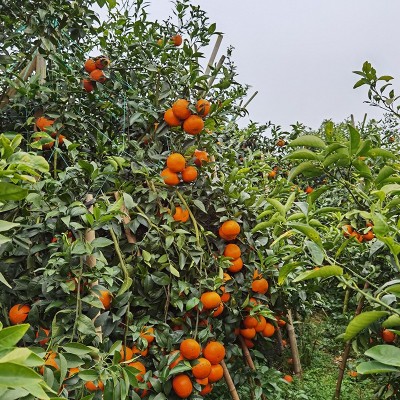 广西武鸣沃柑自家果园现摘现发当季新鲜纯甜水果图4