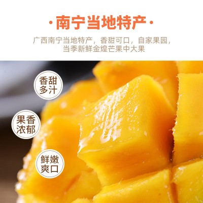 广西芒果树上熟金煌芒小果平板纸箱礼盒装非贵妃芒大青芒新鲜水果图3