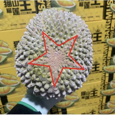 马来西亚猫山王d197正宗液氮4头5头6头整箱源头直供冷冻带壳整果图5