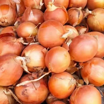 全年供应新鲜purple onion 黄葱 出口马来西亚 泰国 新鲜小红洋葱图3