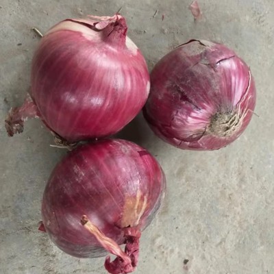 供应出口洋葱3-5cm红洋葱5-8cm黄洋葱20KG网袋purple onion图5