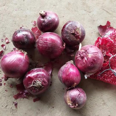 供应出口洋葱3-5cm红洋葱5-8cm黄洋葱20KG网袋purple onion图2