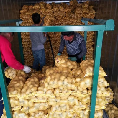 粉糯农家新鲜蔬菜土豆 山东莱芜特产黄心土豆 黄皮大土豆马铃薯图4