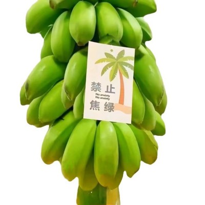 【禁止蕉绿】网红水培盆栽小米蕉香蕉带把发货可观赏食用桌面绿植图4