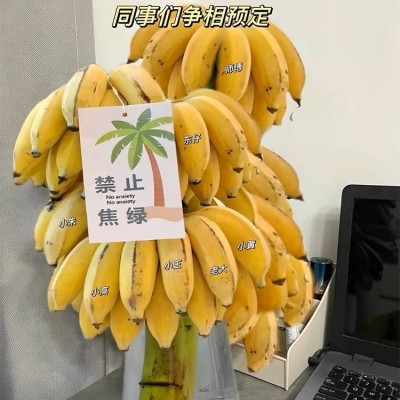 【禁止蕉绿】网红水培盆栽小米蕉香蕉带把发货可观赏食用桌面绿植图5