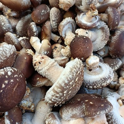 常年大量加工供应双剪香菇脚切丝 单剪香菇脚丝 干切丝湿切均有图5