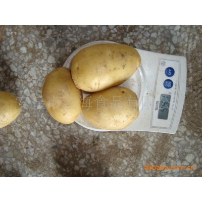 山东黄心土豆马铃薯图4