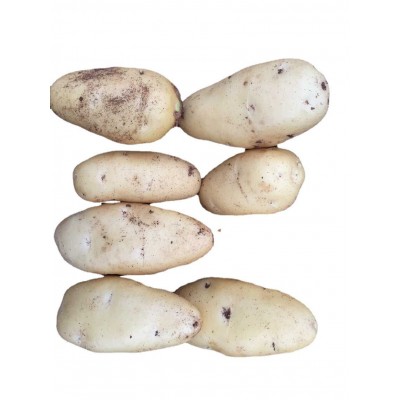 山东黄心土豆马铃薯图5