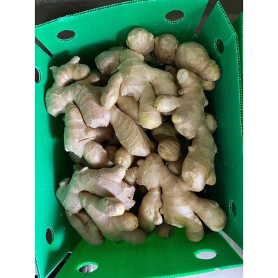 优质有机风干姜图4