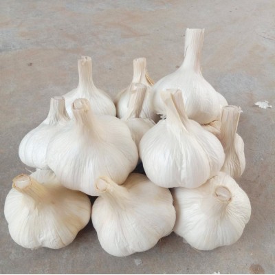 山东苍山四六瓣大蒜兰陵46瓣苍山大蒜蒜头批发零售白皮蒜苍山大蒜图5