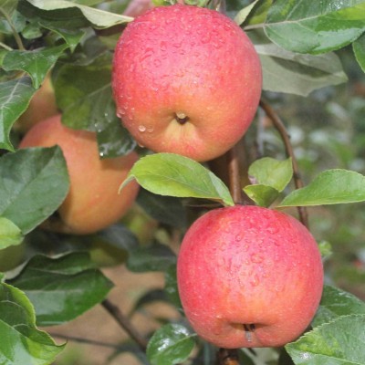 正宗陕西红富士苹果新鲜水果当应季10/5斤整箱批发高山丑苹果直供图3