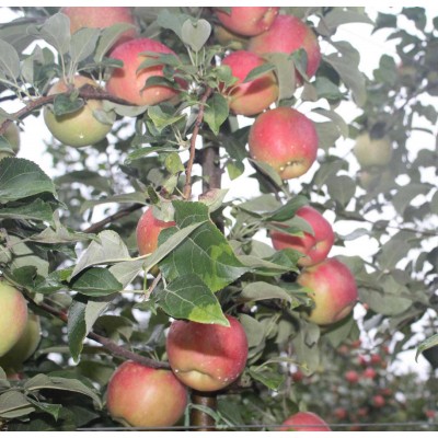 正宗陕西红富士苹果新鲜水果当应季10/5斤整箱批发高山丑苹果直供图4