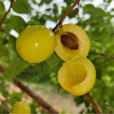 新疆轮台小白杏子新鲜水果库车甜杏子应季孕妇4斤顺丰空运包邮图5