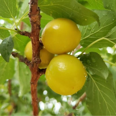 新疆轮台小白杏子新鲜水果库车甜杏子应季孕妇4斤顺丰空运包邮图4