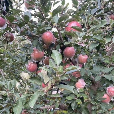 陕西礼泉膜袋丑苹果9.7斤现摘现发脆甜多汁新鲜水果红富士苹果图2