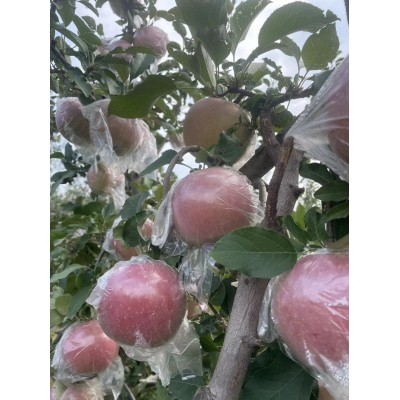 陕西礼泉膜袋丑苹果9.7斤现摘现发脆甜多汁新鲜水果红富士苹果图3