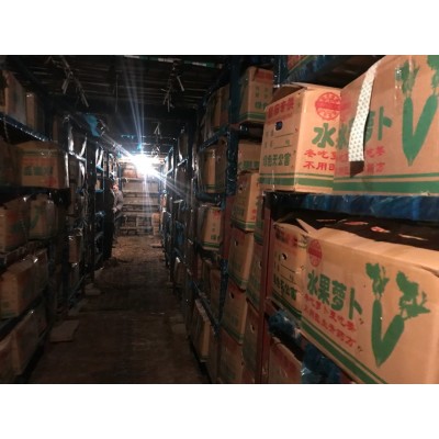 优惠销售水果青萝卜，青皮青瓤及紫红皮紫红瓤萝卜，甜脆可口图2