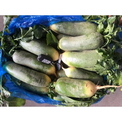 优惠销售水果青萝卜，青皮青瓤及紫红皮紫红瓤萝卜，甜脆可口图3