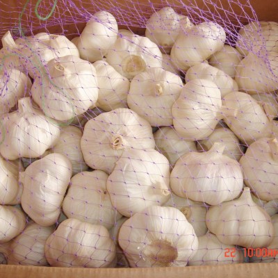 大蒜常年加工出口-2024新蒜图4