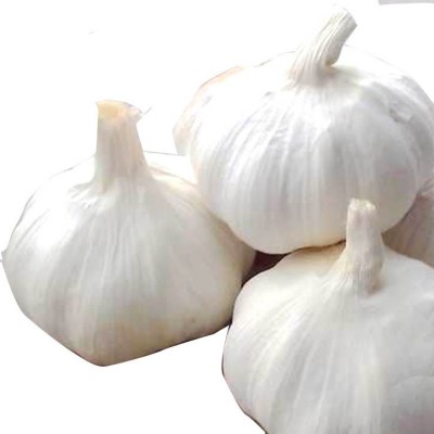 大蒜常年加工出口-2024新蒜图5