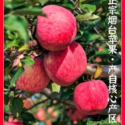 【全年供应】山东烟台红富士苹果生鲜水果新鲜应季脆甜整箱批发图3