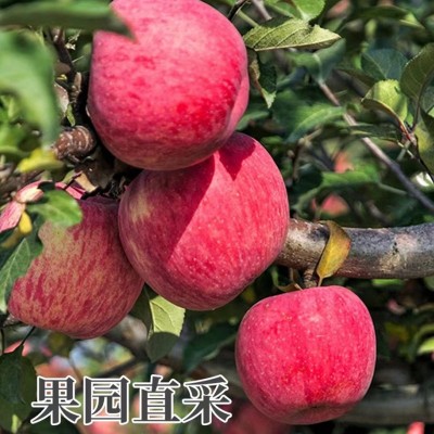 【全年供应】山东烟台红富士苹果生鲜水果新鲜应季脆甜整箱批发图4