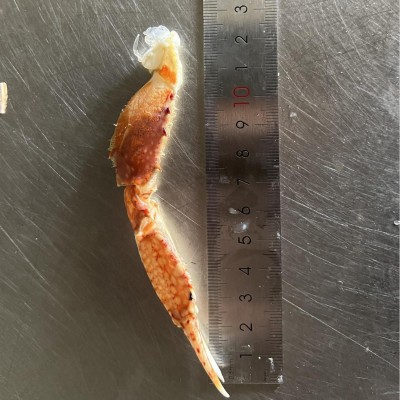 扁蟹蟹钳 冰冻梭子蟹脚蟹钳 纯海捕 可家用商用批发 中号蟹钳图5