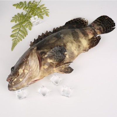 批发石斑鱼珍珠斑鲜冻老虎斑黑石斑鱼鲜活速冻商用批发三去抽真空图2