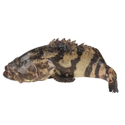 批发石斑鱼珍珠斑鲜冻老虎斑黑石斑鱼鲜活速冻商用批发三去抽真空图5