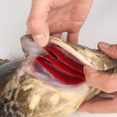 批发石斑鱼珍珠斑鲜冻老虎斑黑石斑鱼鲜活速冻商用批发三去抽真空图3