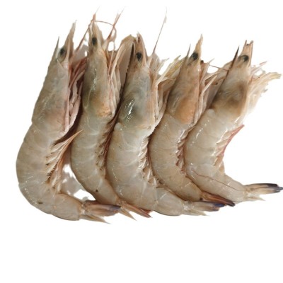 批发活冻南海麻虾沙虾卢虾鲜活速冻鲜蛎虾海虾鲜活立虾滑皮虾海捕图5