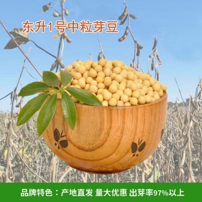 至盈黄金豆产地批发东北非转基因黄豆东升芽豆豆浆专用100斤商用图2