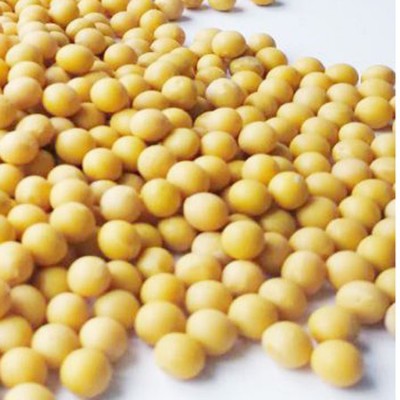 至盈黄金豆产地批发东北非转基因黄豆东升芽豆豆浆专用100斤商用图4