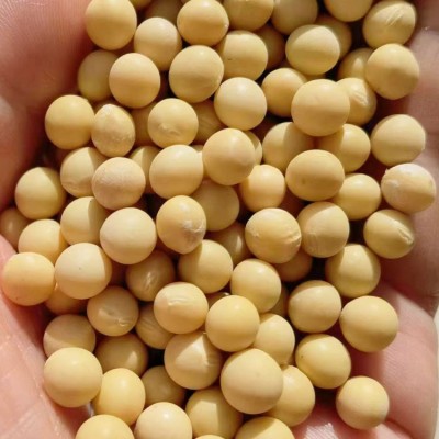 至盈黄金豆 东北非转基因大豆豆腐黄豆新货五谷杂粮厂家批发商用图5
